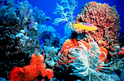 bright colored coral
