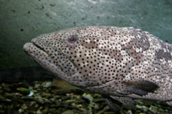 giant grouper