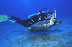 Scuba Diver with Hawksbill Turtle
