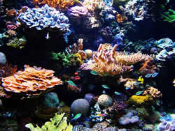 Tropical coral reef