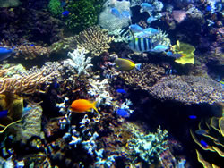 bright colored coral